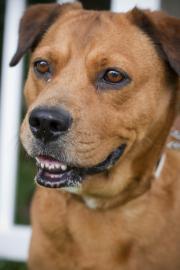 Labrador Retriever Mix: An adoptable dog in Fort Myers, FL