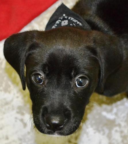 Labrador Retriever Mix: An adoptable dog in Lewiston, ID