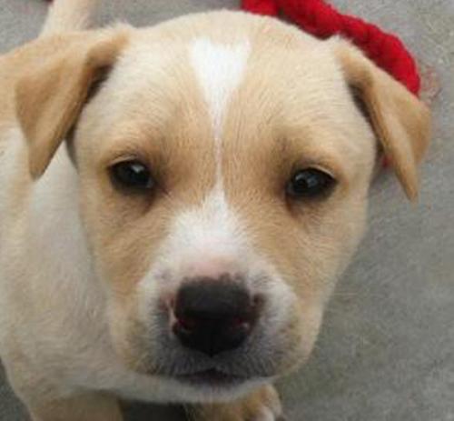 Labrador Retriever Mix: An adoptable dog in Waterloo, IL