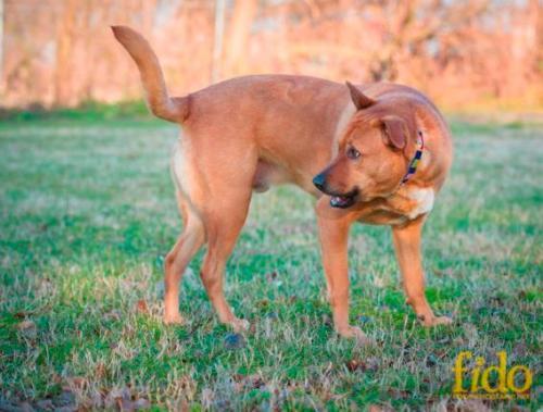 Labrador Retriever Mix: An adoptable dog in Wilmington, DE