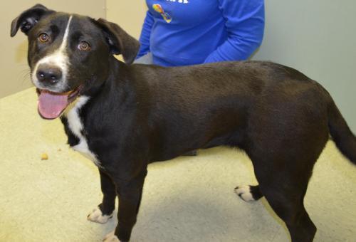Labrador Retriever Mix: An adoptable dog in Wilmington, NC