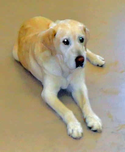 Labrador Retriever Mix: An adoptable dog in Wilmington, OH