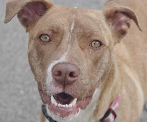 Labrador Retriever Mix: An adoptable dog in Youngstown, OH