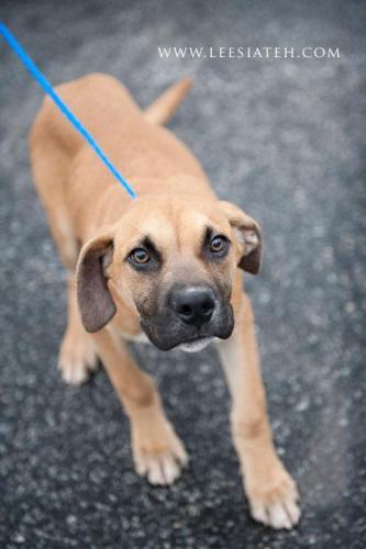 Labrador Retriever/Boxer Mix: An adoptable dog in Decatur, GA