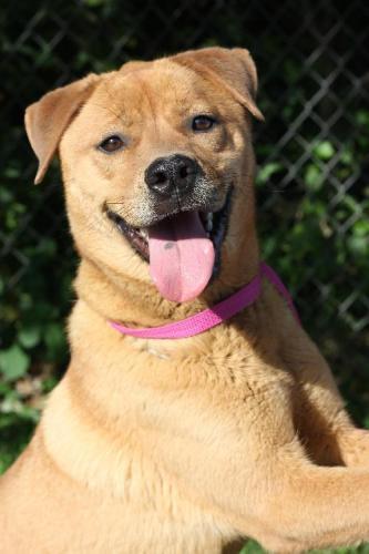 Labrador Retriever/Chow Chow Mix: An adoptable dog in Decatur, GA