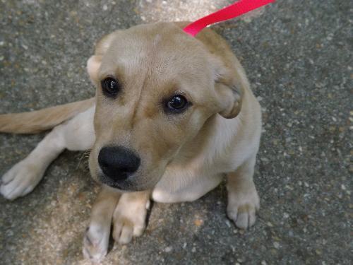 Labrador Retriever/Golden Retriever Mix: An adoptable dog in Tallahassee, FL
