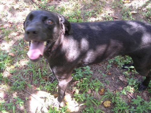 Labrador Retriever/Hound Mix: An adoptable dog in Columbia, SC