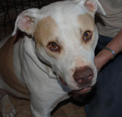 Labrador Retriever/Pit Bull Terrier Mix: An adoptable dog in Memphis, TN