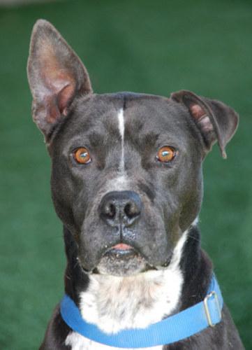 Labrador Retriever/Staffordshire Bull Terrier Mix: An adoptable dog in Santa Cruz, CA