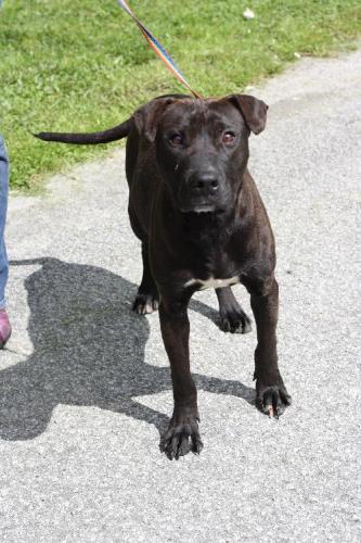 Labrador Retriever/Terrier Mix: An adoptable dog in Decatur, GA