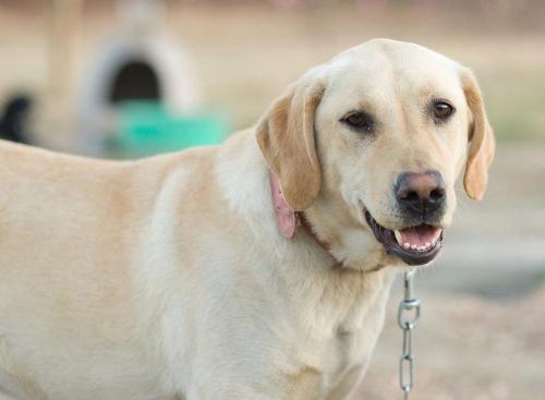 Labrador Retriever/Yellow Labrador Retriever Mix: An adoptable dog in Charleston, SC