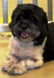 Lhasa Apso: An adoptable dog in Fort Myers, FL