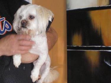 Lhasa Apso Mix: An adoptable dog in Frederick, PA