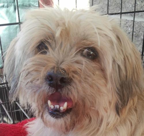 Lhasa Apso Mix: An adoptable dog in Logan, UT