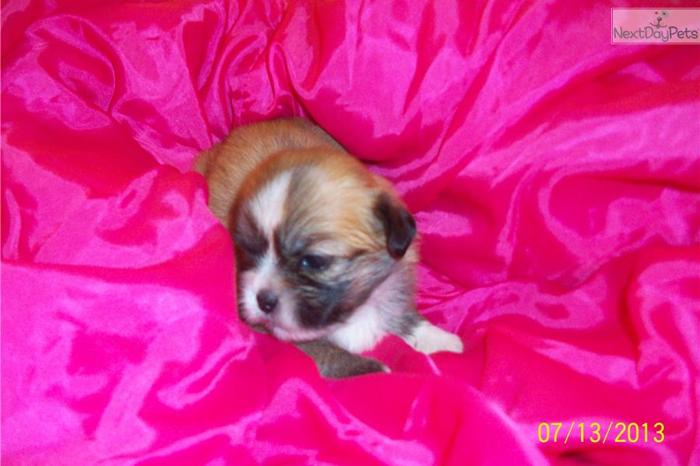 Lhasa Apso Female for sale 417-223-3283