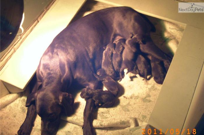 Litter due May 22 2013