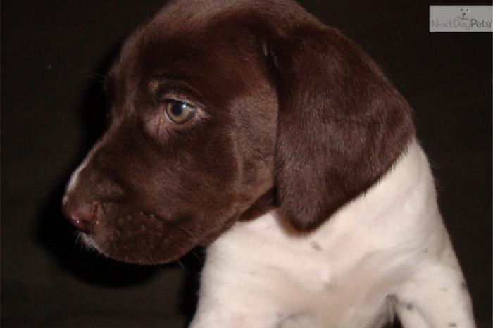 Liver / Whtie Patched/Ticked Female GSP Puppy