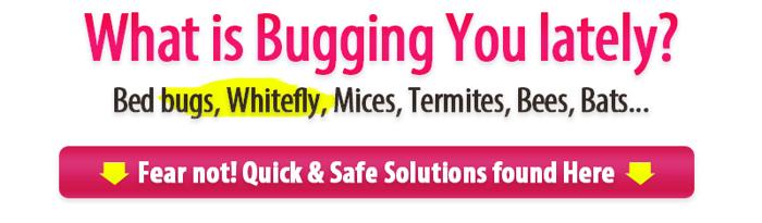 Local Pest Control Company Pest Control Quickly and Safely Palm Beach County FL