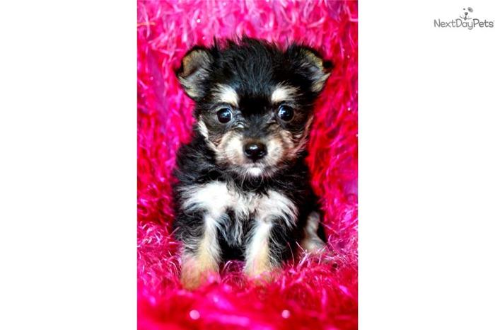 ~~~~~LOLA~~~~~FEMALE MORKIE~~has been sold