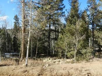 Lot with Lots of Opportunity! - 431 Cottonwood Lake