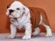 lovely english bulldog puppies for a loving home