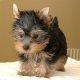 lovely teacup yorkie puppies for free adoption