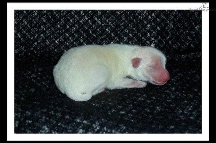 Lovely White Pomeranian!!