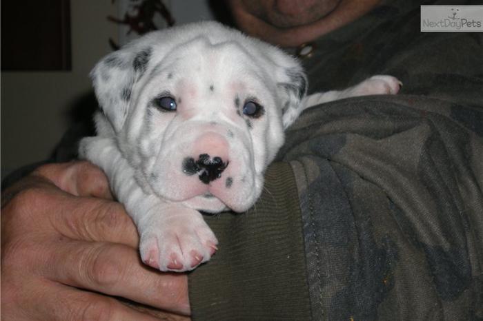 Buddy: Male AKC Registered Dalmatian Puppy