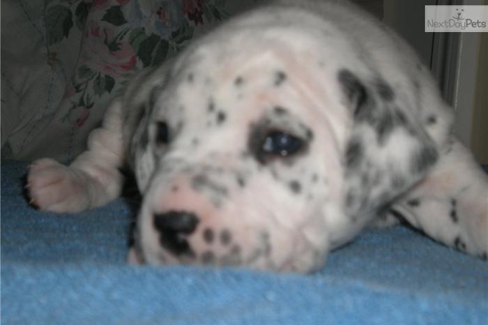 Gizmo: Male AKC Registered Dalmatian Puppy