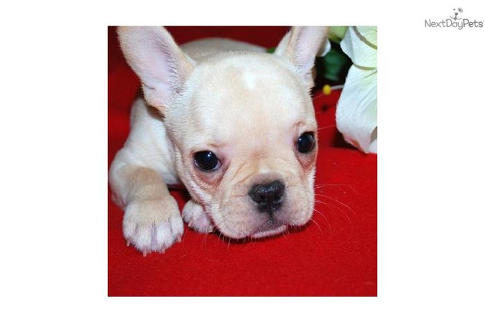 Male & Female French Bulldog Pups For Sale.