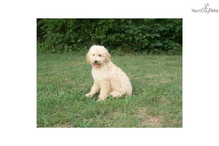 Male Goldendoodle Puppies for Sale