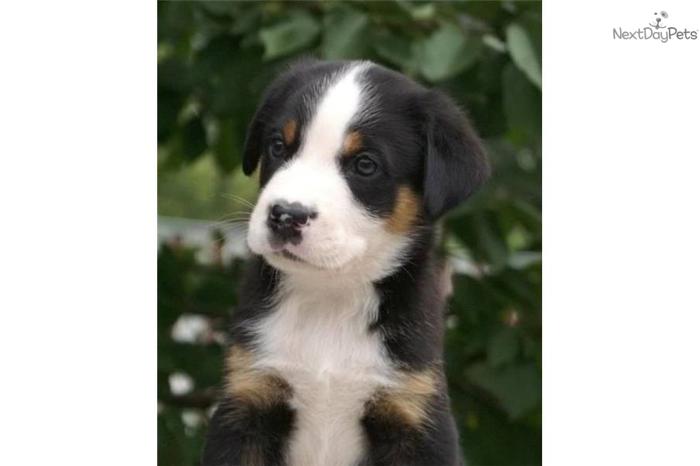 Male Greater Swiss Mountain Dog Pup