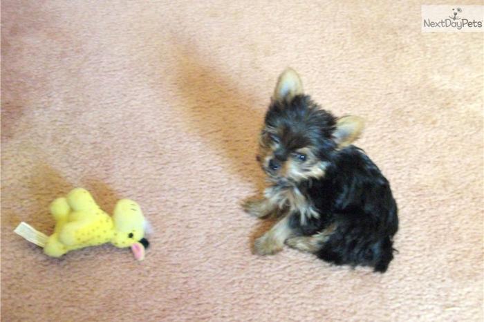 Male Yorkies for sale