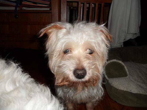 Maltese/Dachshund Mix: An adoptable dog in Rockford, IL
