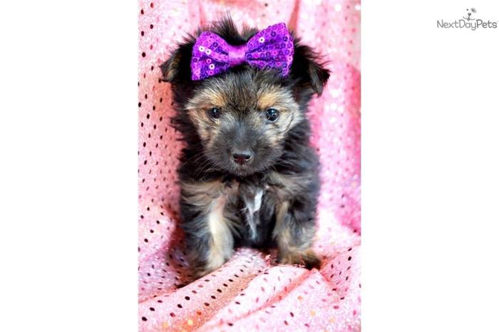 MALTESE/YORKIE~~~MADELYN~~has been sold