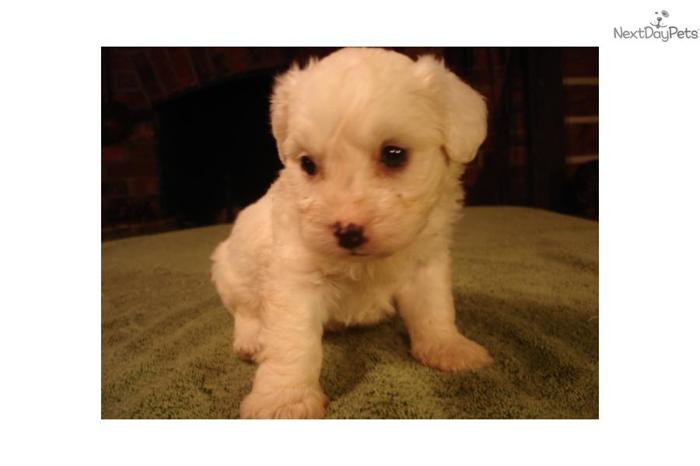 Malti-poo for sale (Lonny)