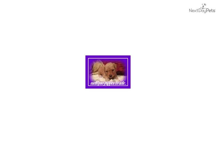 maltipoo puppies for sale