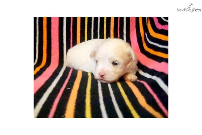 Meet Winston! AKC Malteset puppy!