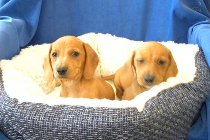Mini Dachshund Puppies From Luvapuppy.com