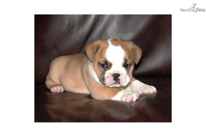 Mini English Bulldog puppy for sale