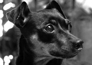 Miniature Pinscher: An adoptable dog in Lexington, KY