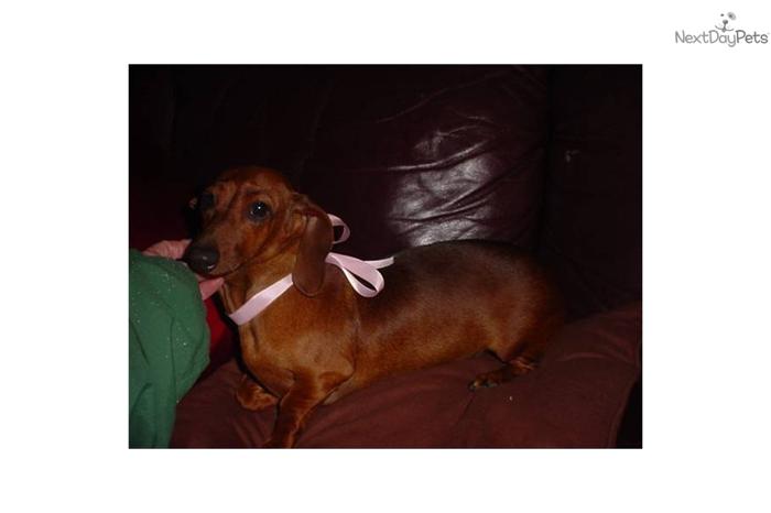 Miniature Dachshund