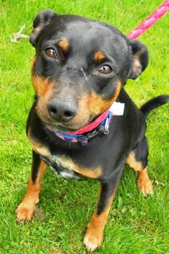 Miniature Pinscher/Australian Cattle Dog (Blue Heeler) Mix: An adoptable dog in Erie, PA