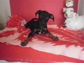 Miniature Pinscher/Rat Terrier Mix: An adoptable dog in Decatur, AL