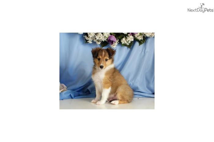 Mose - Registered Sheltie puppy - ready to go!