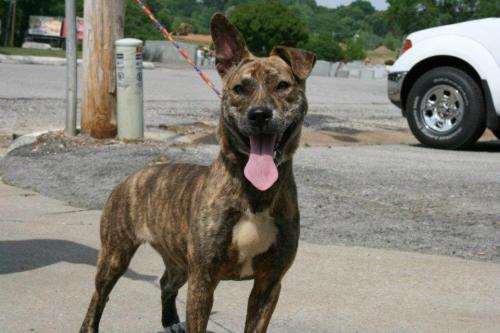Mountain Cur Mix: An adoptable dog in Florence, AL