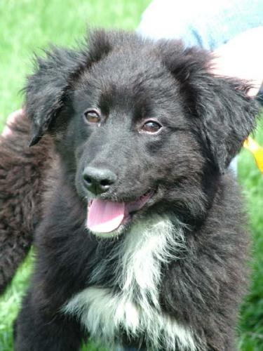 Newfoundland Dog Mix: An adopted dog in Wenatchee, WA