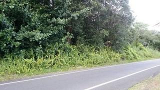 Nice lot to build your home near Hilo!