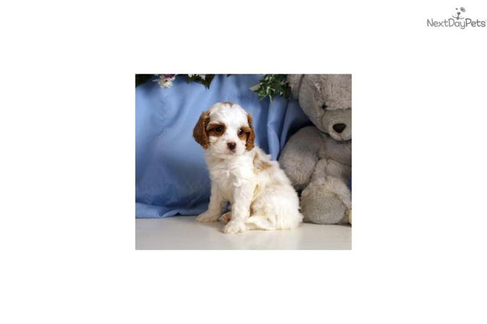 Nick - adorable Cavapoo puppy! - ready to go