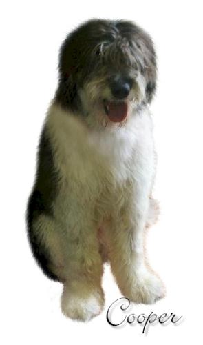 Old English Sheepdog/Standard Poodle Mix: An adoptable dog in Wilmington, NC